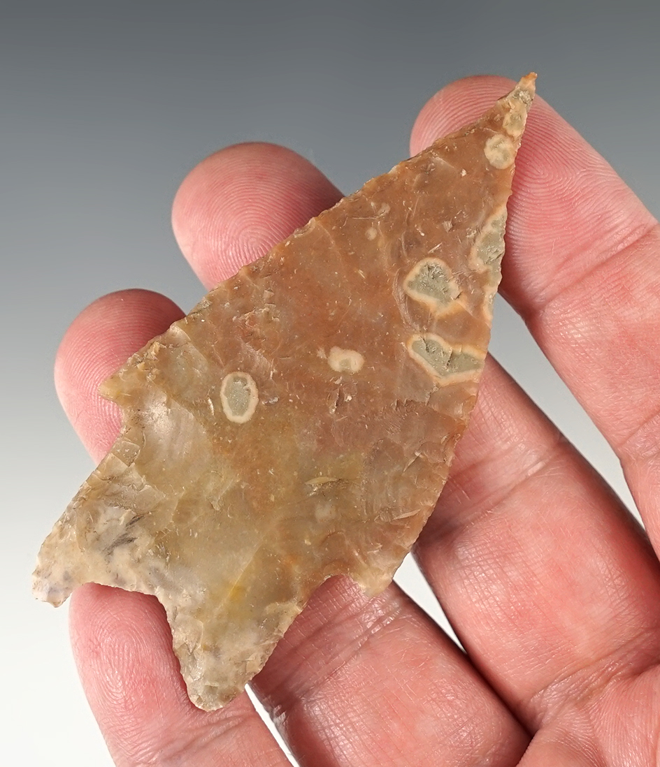 Outstanding 3 1/8" Pedernales found in Kerr Co., Texas. Fine needle tip. Rogers COA.