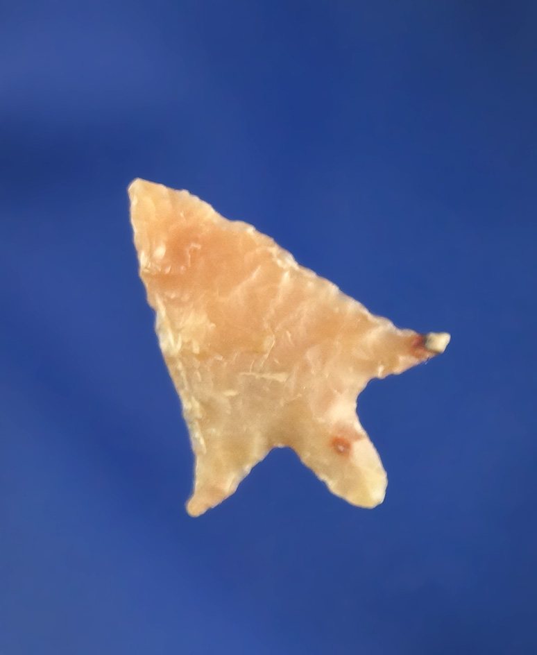 3/4" Rabbit Island Arrow with nicely styled flared ears found at the East Rocks  ranch in Benton Co.