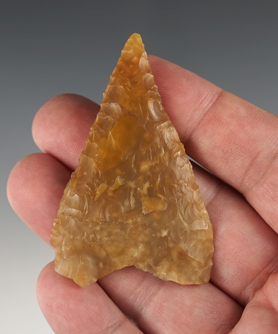 Nice 2 5/8" Columbia Mule Ear found close  to the Columbia River, Oregon.