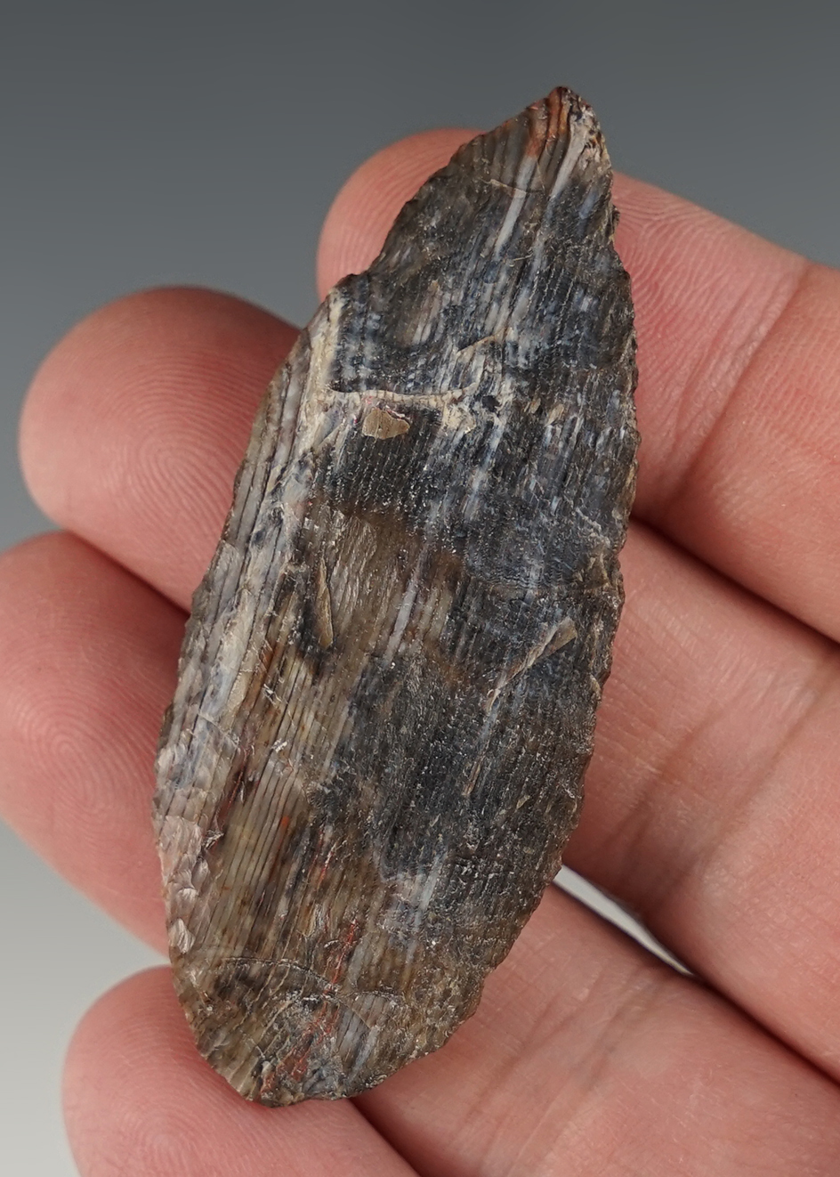 2 7/16" Pettrified Wood Cascade found close to the Columbia River in Oregon.