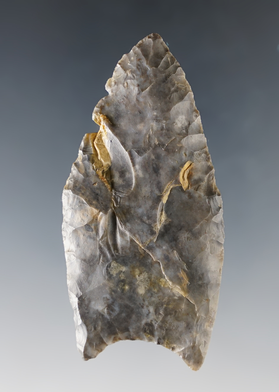 2 11/16" Fluted Paleo Clovis. A nice thin example. Richland Co., Ohio. Bennett COA.