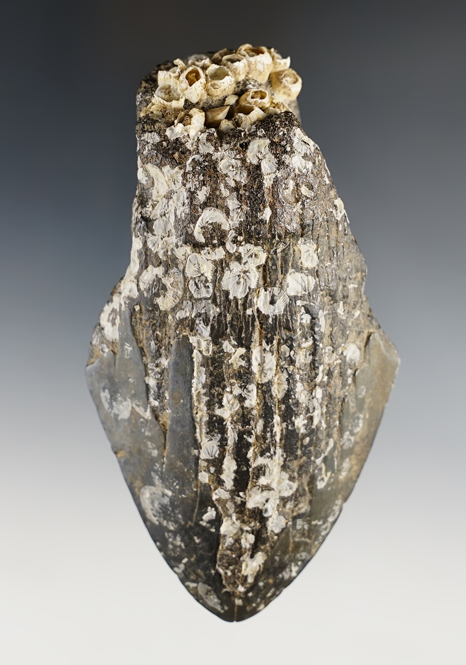 Main artifact image