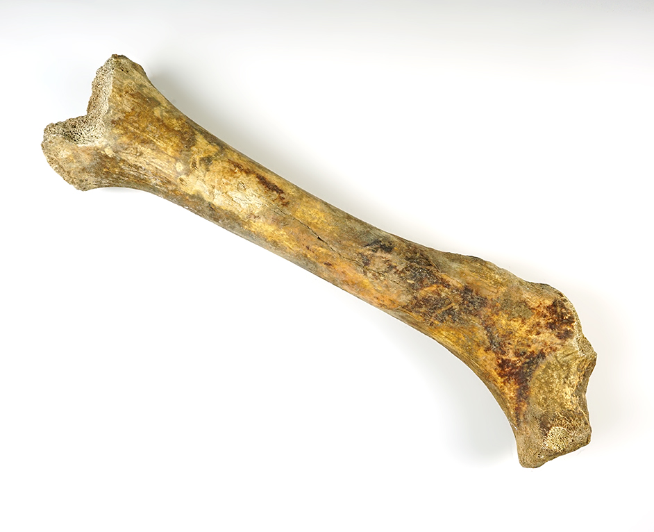 Main artifact image