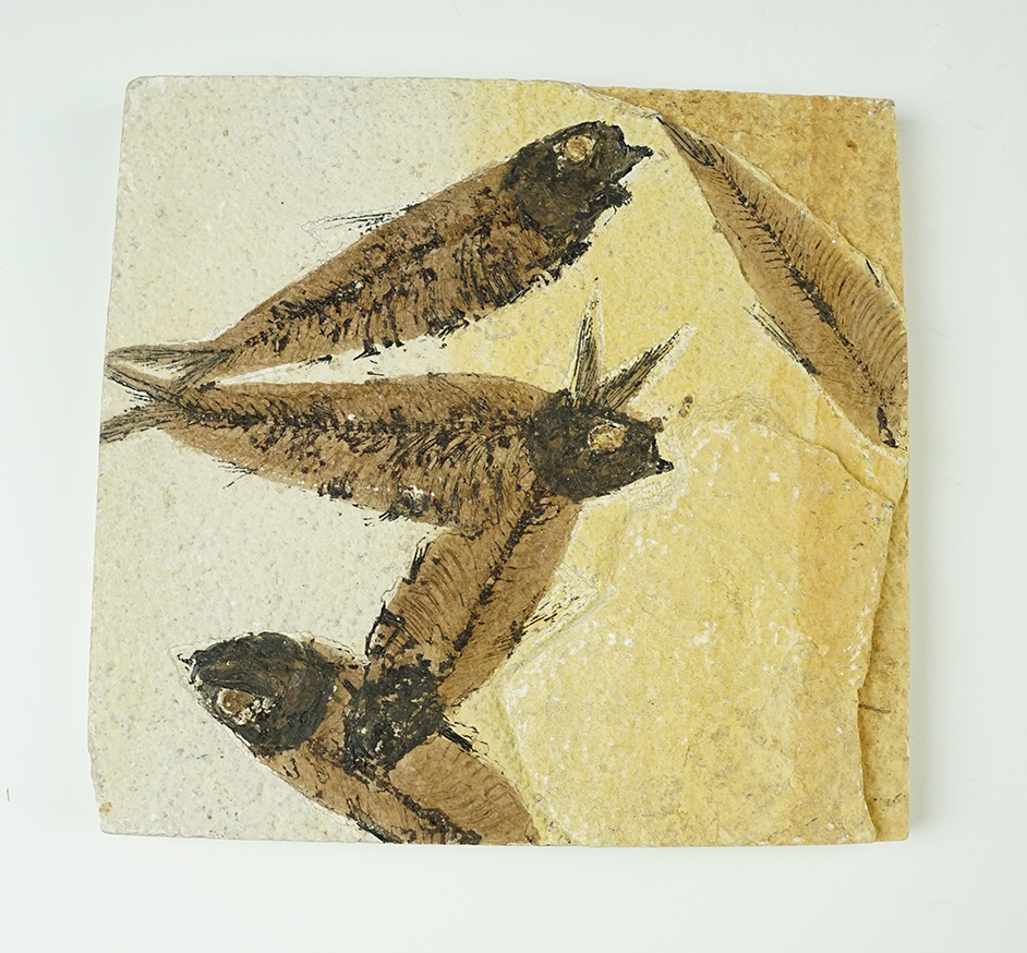 Main artifact image