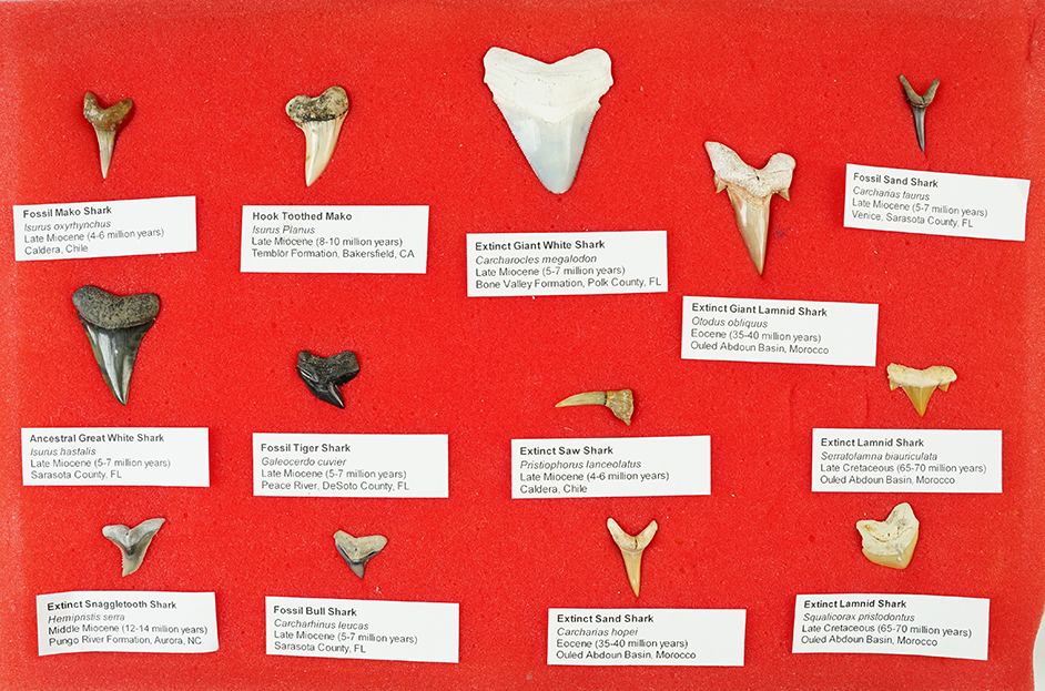 Main artifact image