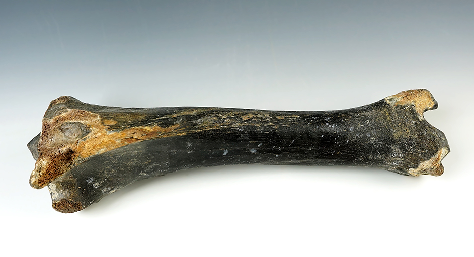 Main artifact image