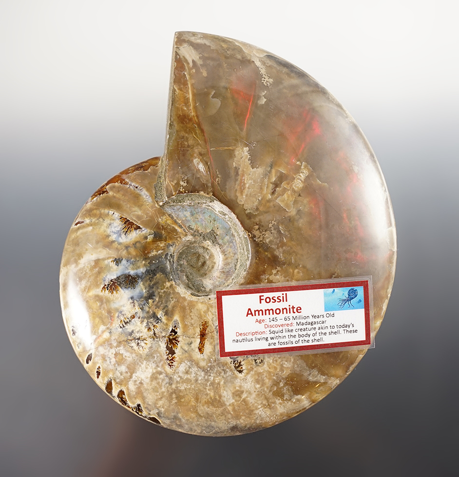 Main artifact image