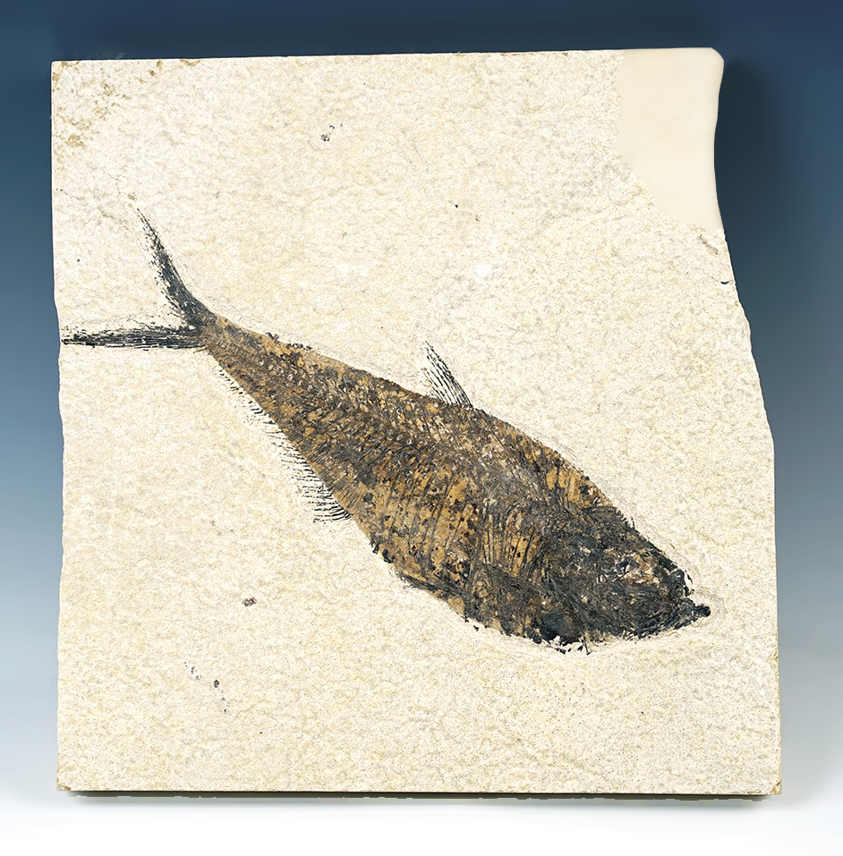 Main artifact image