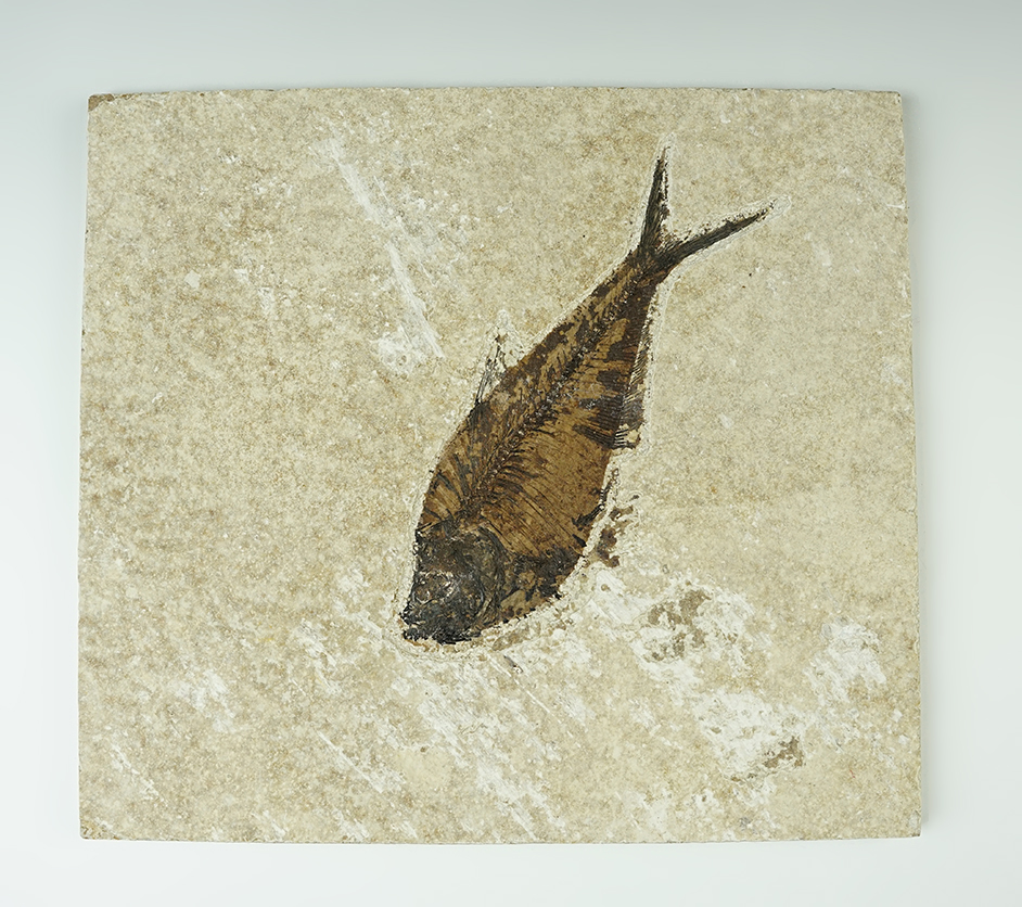 Main artifact image