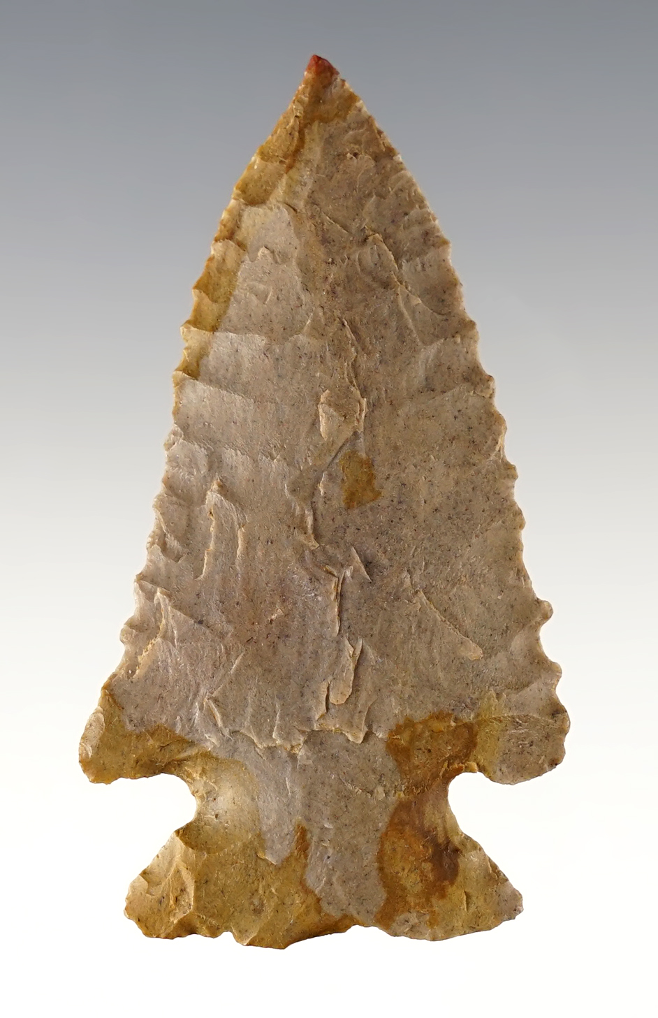 2 5/16" Ohio Cornernotch with fine serrations and a needle tip.