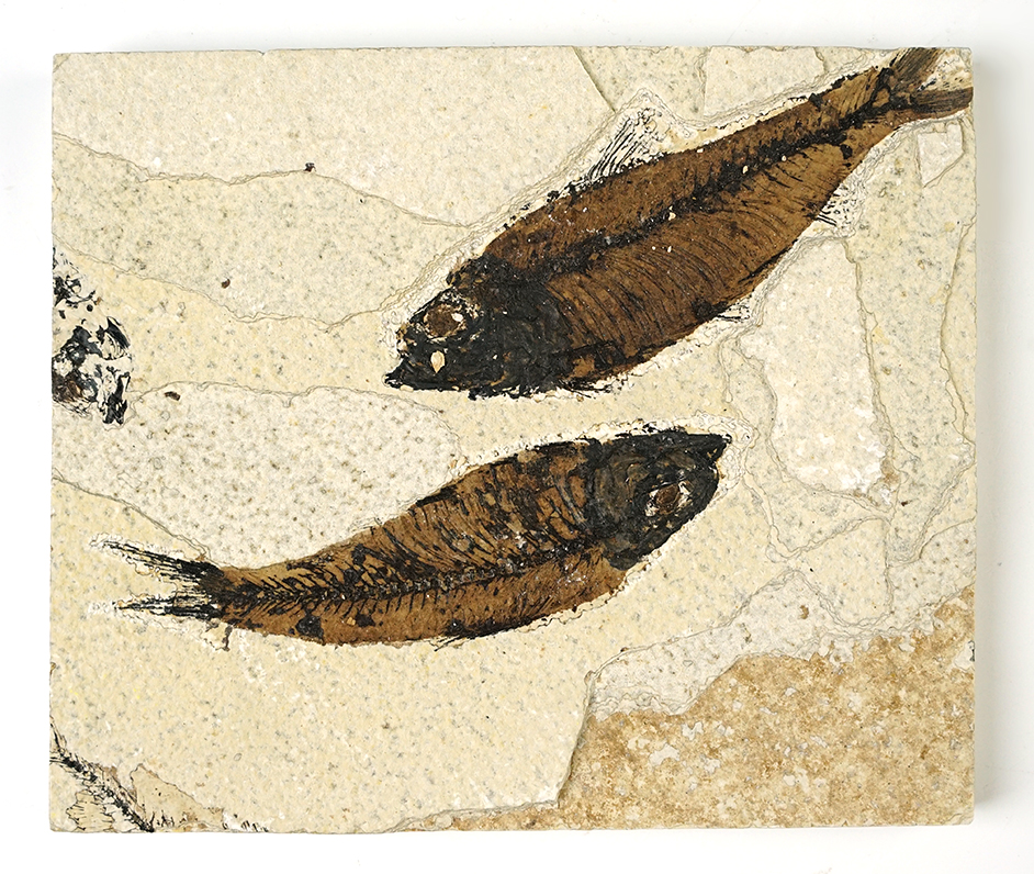 Main artifact image