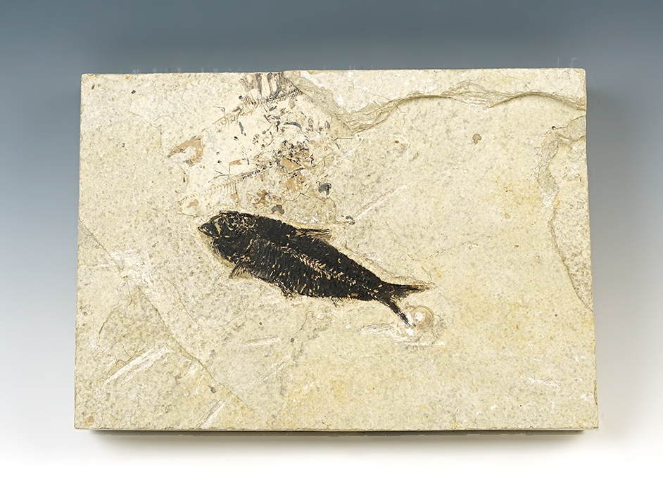Main artifact image