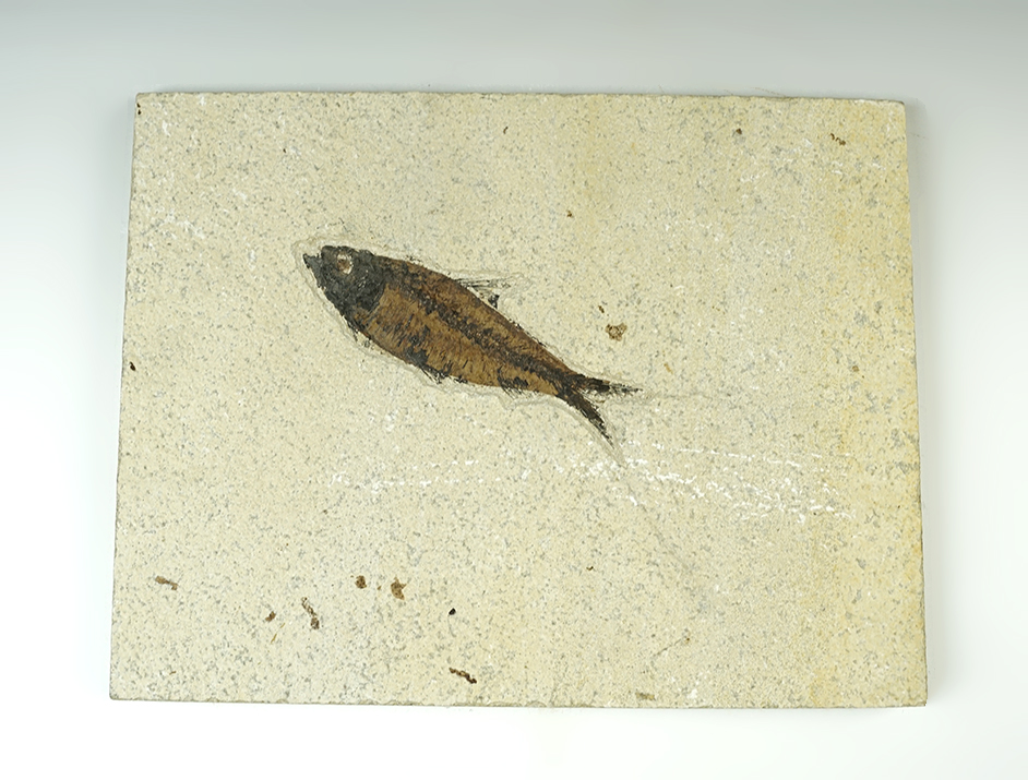 Main artifact image