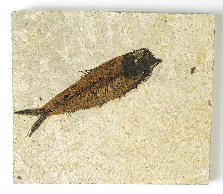 Main artifact image