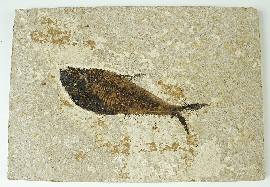 Main artifact image